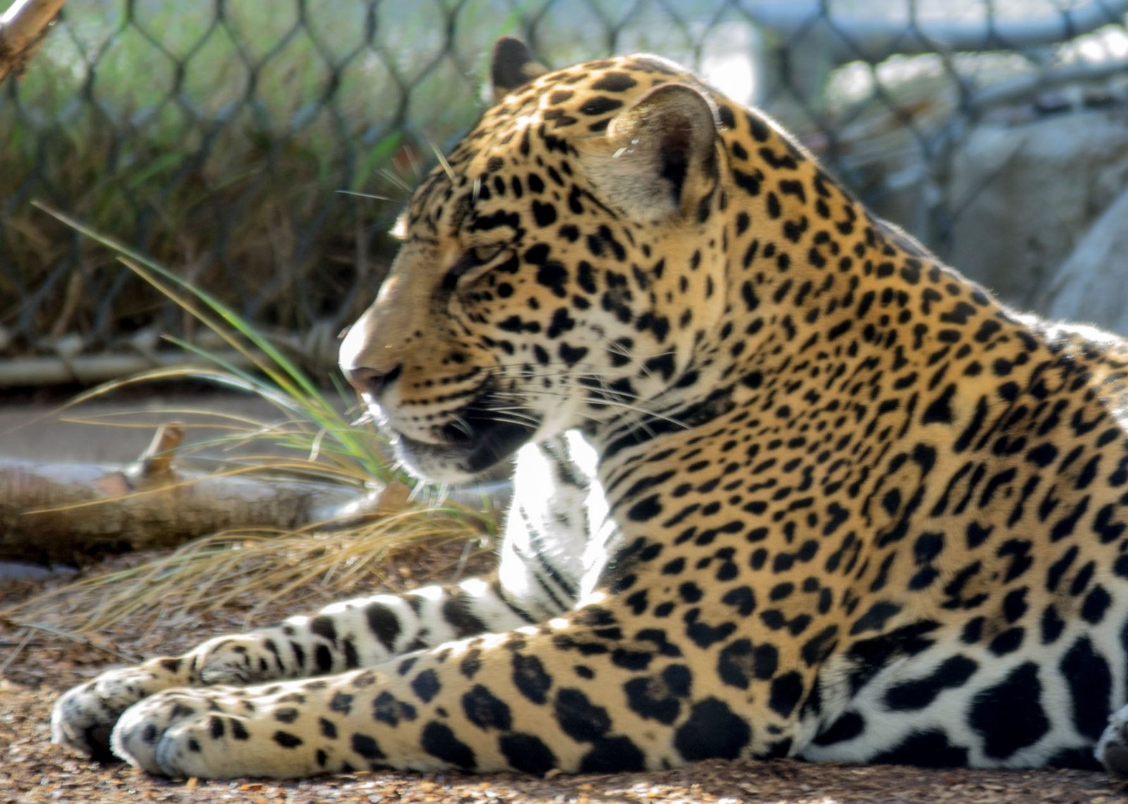 San Diego Zoo Part I 063